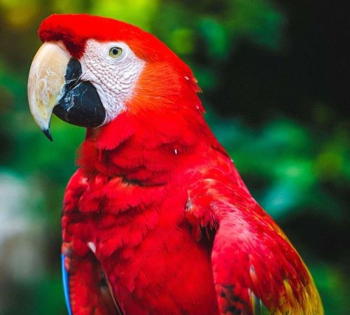 Test Parrot 500 X 450