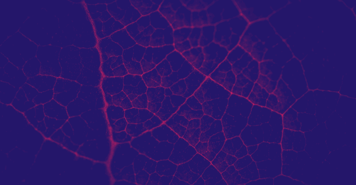 Fuchsia and indigo duotone veins on leaf