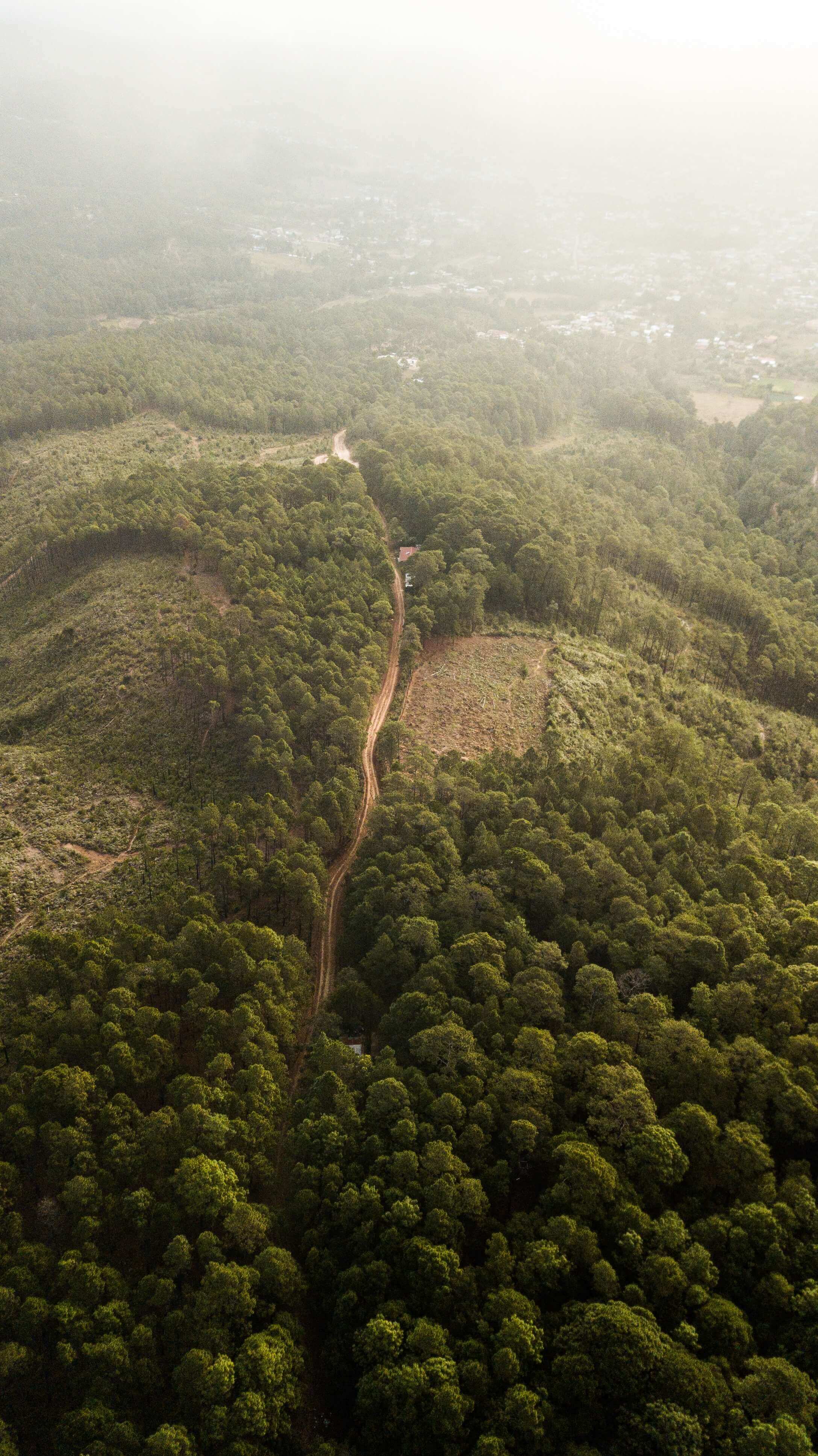 aerial image of trees with river winding through