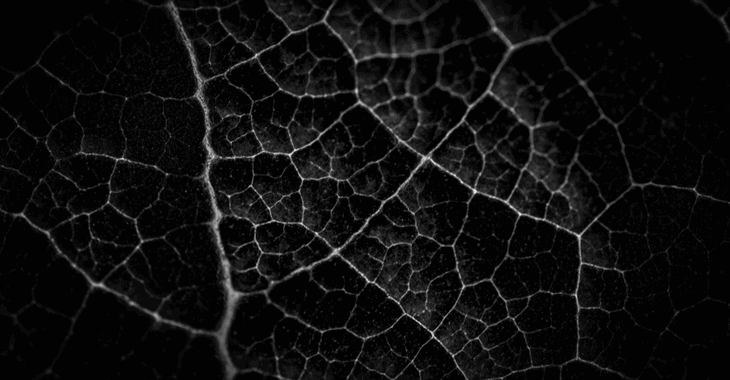 Black and white duotone veins on leaf